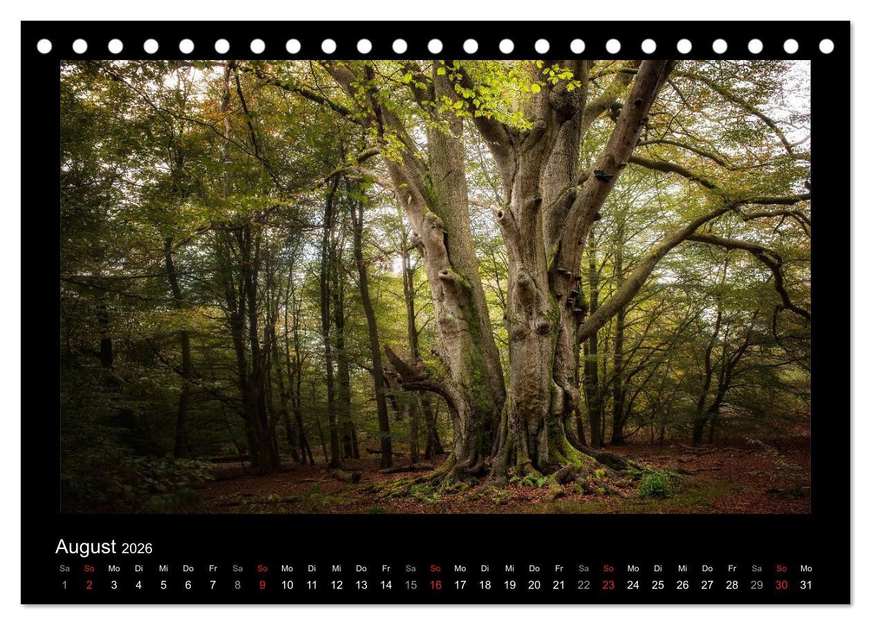 Beispielinhalt (Bild) Märchenhafter Reinhardswald und Urwald Sababurg (Tischkalender 2026 DIN A5 quer), CALVENDO Monatskalender