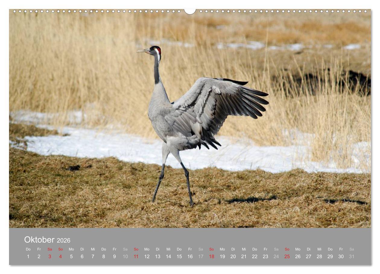 Beispielinhalt (Bild) Kraniche in Vorpommern (hochwertiger Premium Wandkalender 2026 DIN A2 quer), Kunstdruck in Hochglanz
