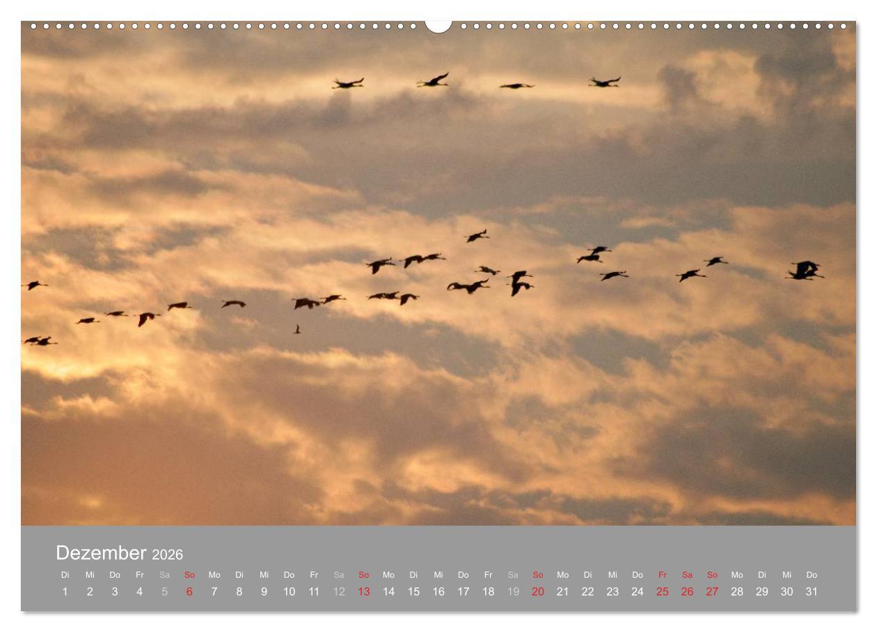 Beispielinhalt (Bild) Kraniche in Vorpommern (hochwertiger Premium Wandkalender 2026 DIN A2 quer), Kunstdruck in Hochglanz