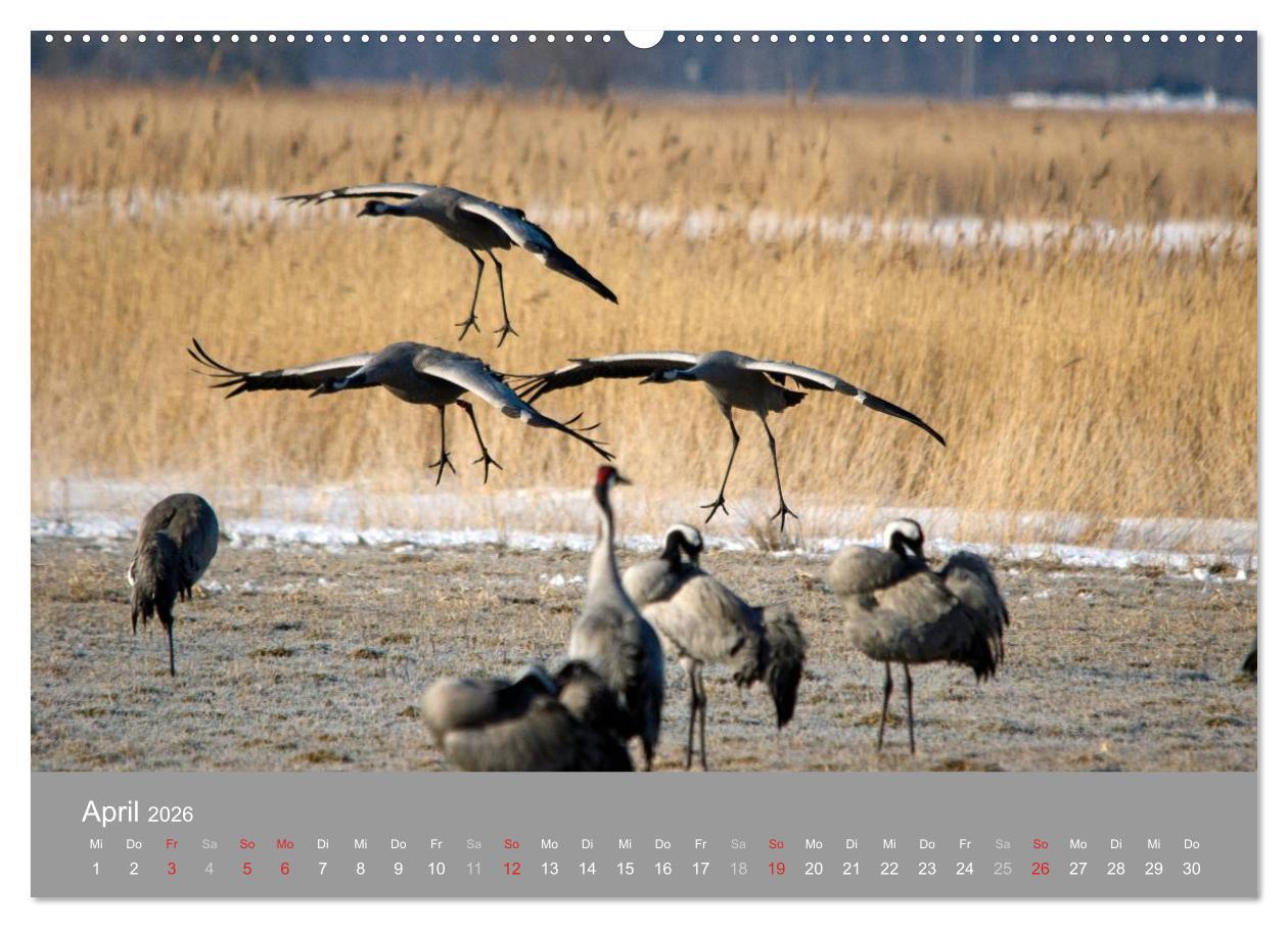 Beispielinhalt (Bild) Kraniche in Vorpommern (hochwertiger Premium Wandkalender 2026 DIN A2 quer), Kunstdruck in Hochglanz