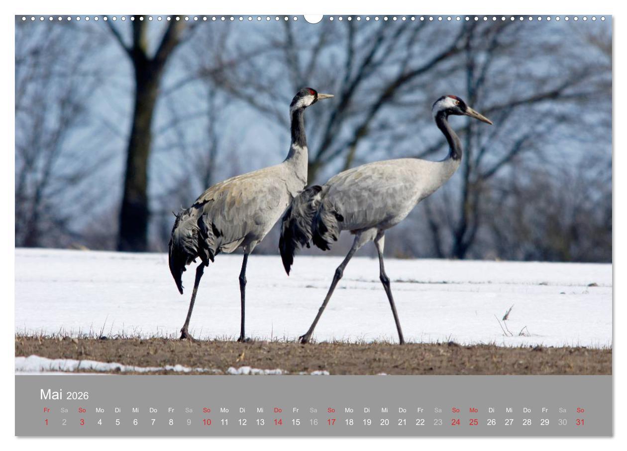 Beispielinhalt (Bild) Kraniche in Vorpommern (hochwertiger Premium Wandkalender 2026 DIN A2 quer), Kunstdruck in Hochglanz
