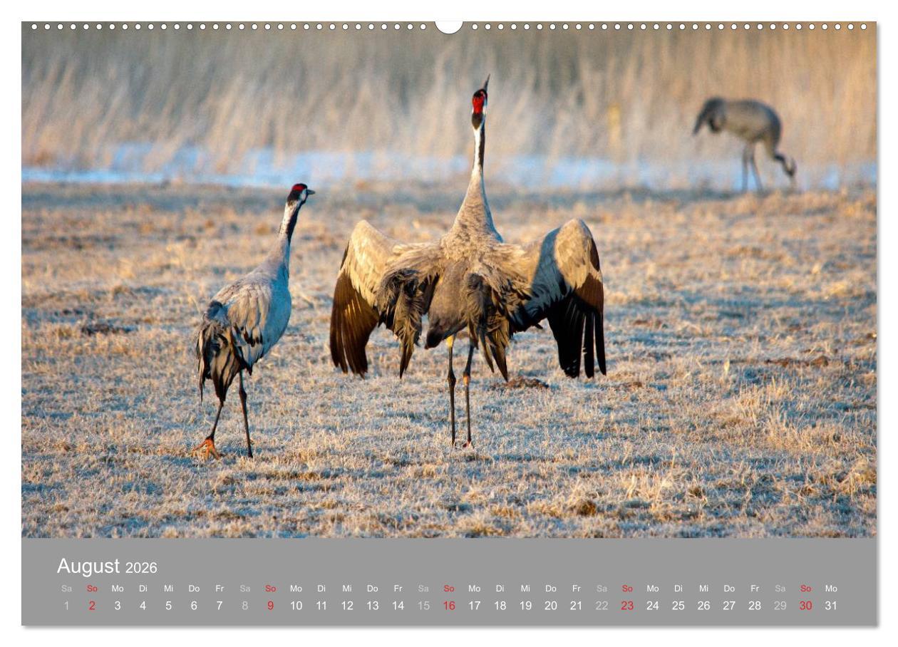 Beispielinhalt (Bild) Kraniche in Vorpommern (hochwertiger Premium Wandkalender 2026 DIN A2 quer), Kunstdruck in Hochglanz