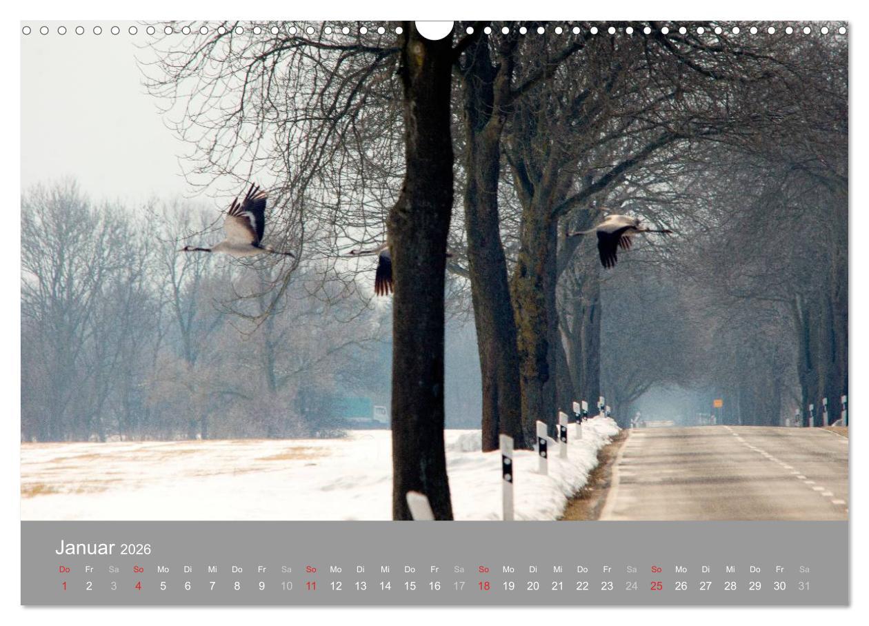 Beispielinhalt (Bild) Kraniche in Vorpommern (Wandkalender 2026 DIN A3 quer), CALVENDO Monatskalender