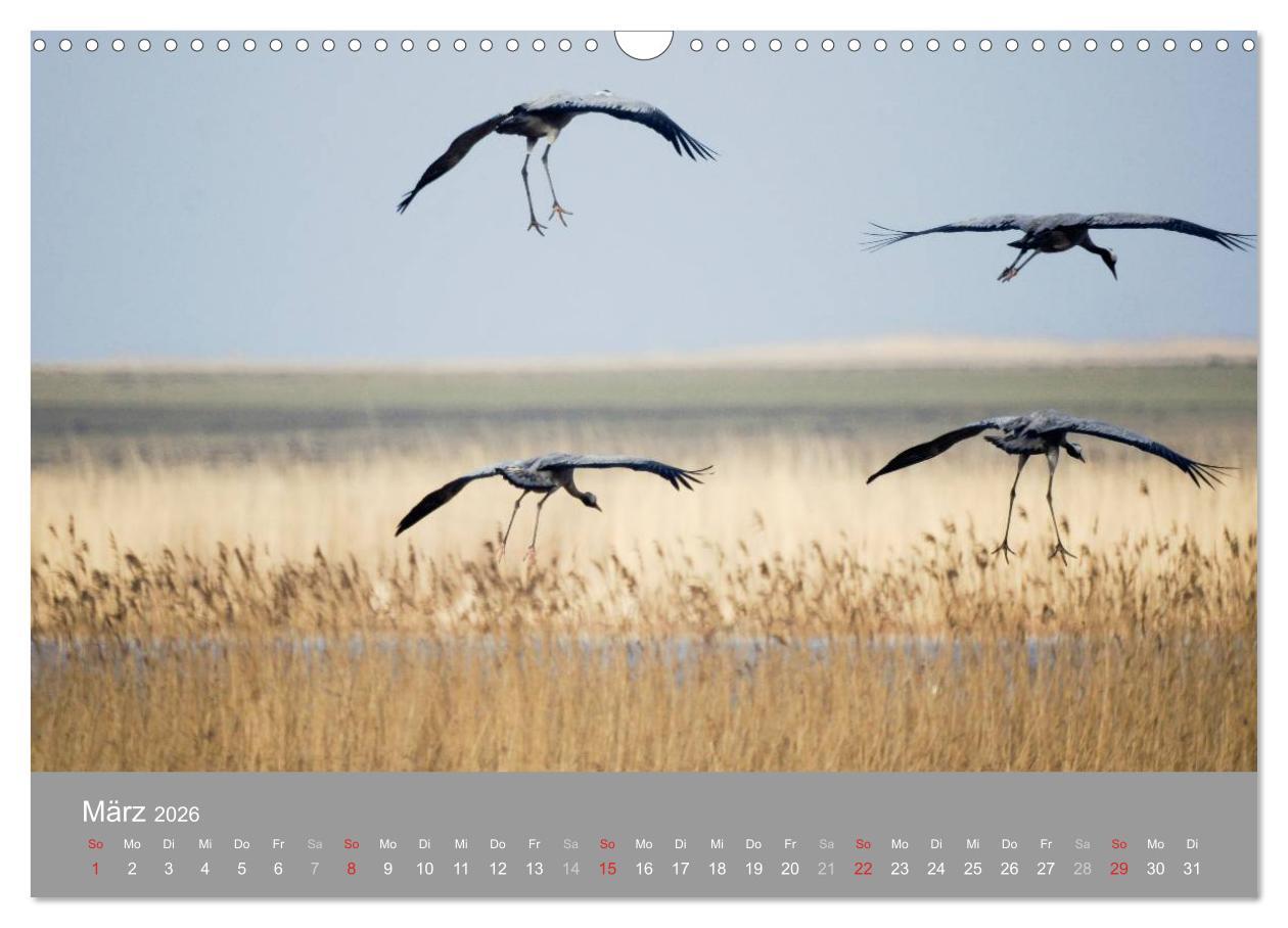 Beispielinhalt (Bild) Kraniche in Vorpommern (Wandkalender 2026 DIN A3 quer), CALVENDO Monatskalender