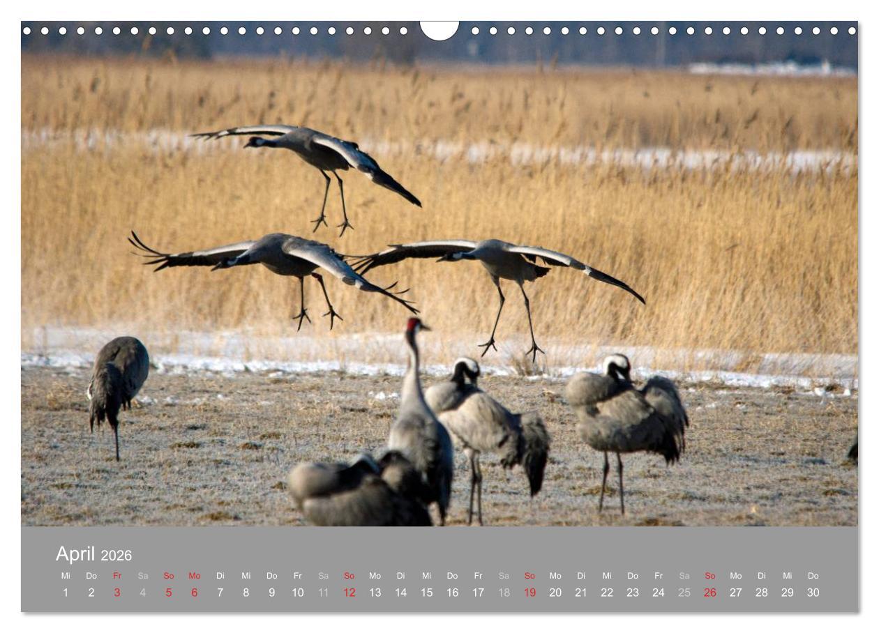 Beispielinhalt (Bild) Kraniche in Vorpommern (Wandkalender 2026 DIN A3 quer), CALVENDO Monatskalender