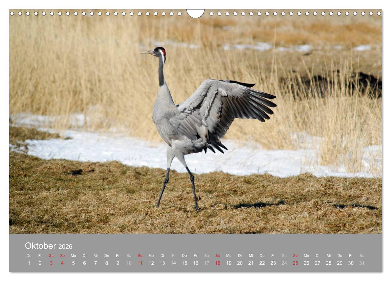 Beispielinhalt (Bild) Kraniche in Vorpommern (Wandkalender 2026 DIN A3 quer), CALVENDO Monatskalender