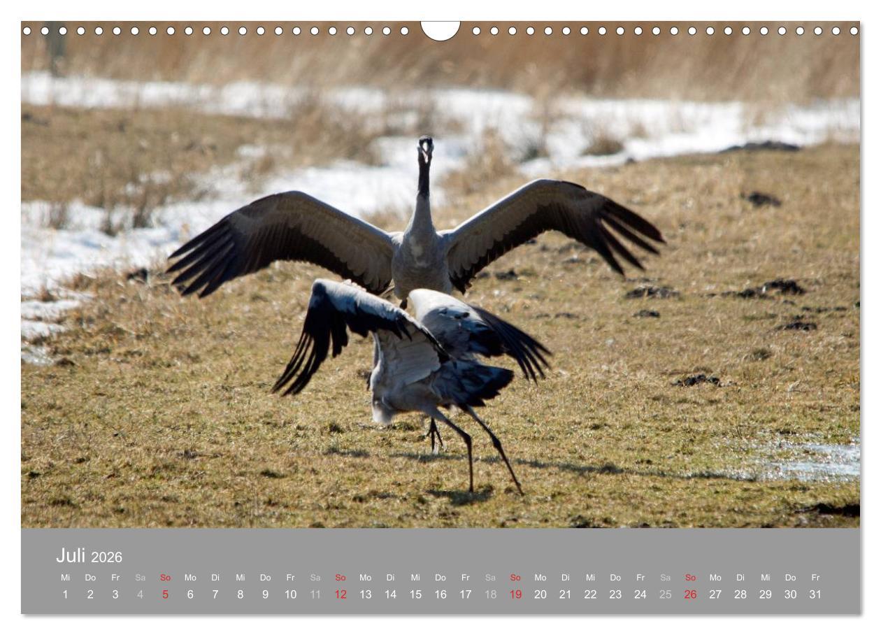 Beispielinhalt (Bild) Kraniche in Vorpommern (Wandkalender 2026 DIN A3 quer), CALVENDO Monatskalender