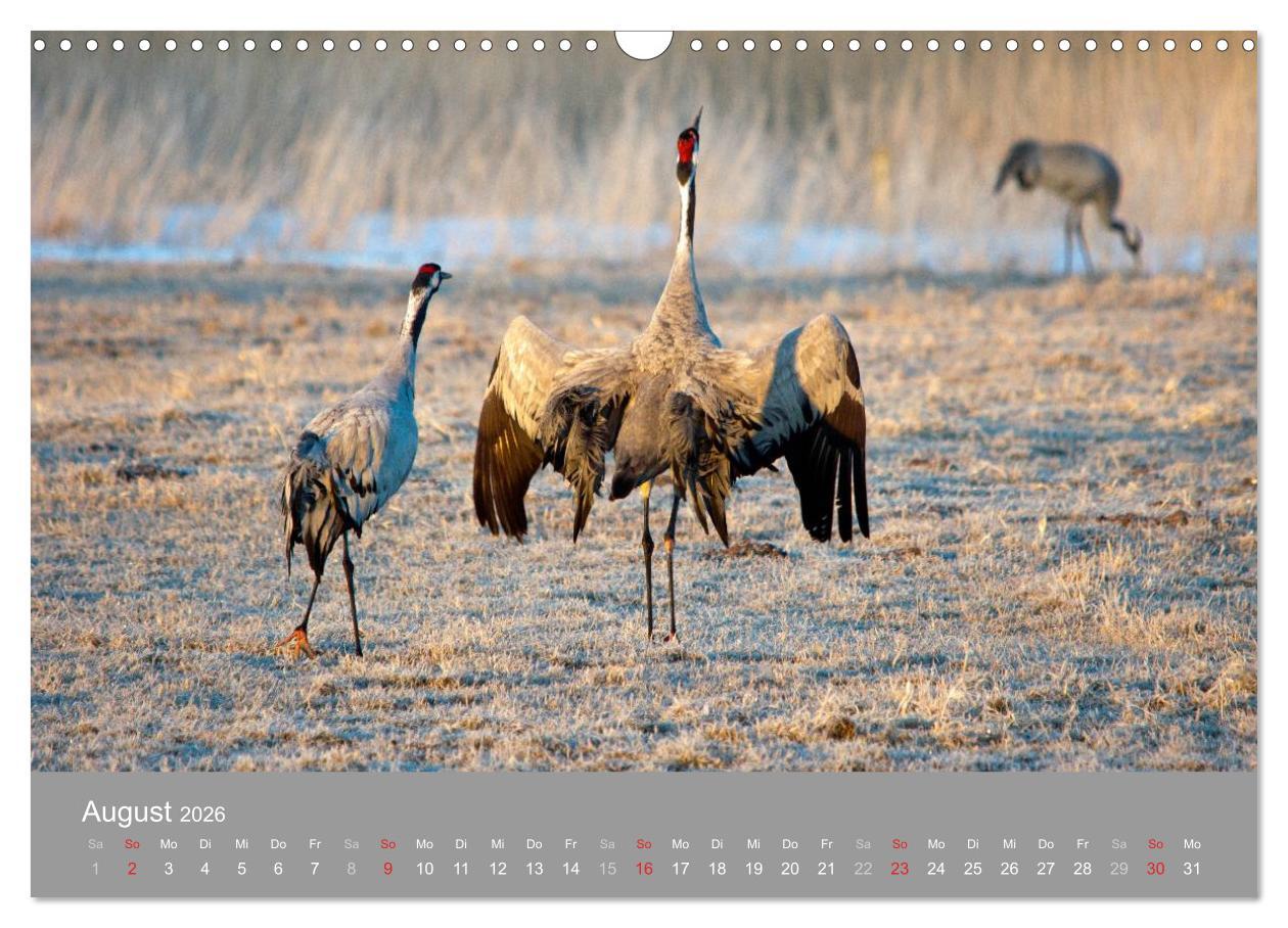 Beispielinhalt (Bild) Kraniche in Vorpommern (Wandkalender 2026 DIN A3 quer), CALVENDO Monatskalender