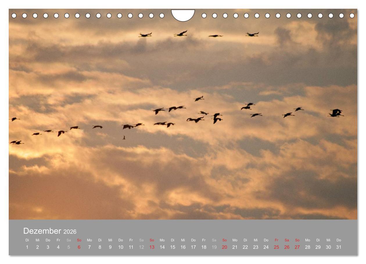 Beispielinhalt (Bild) Kraniche in Vorpommern (Wandkalender 2026 DIN A4 quer), CALVENDO Monatskalender