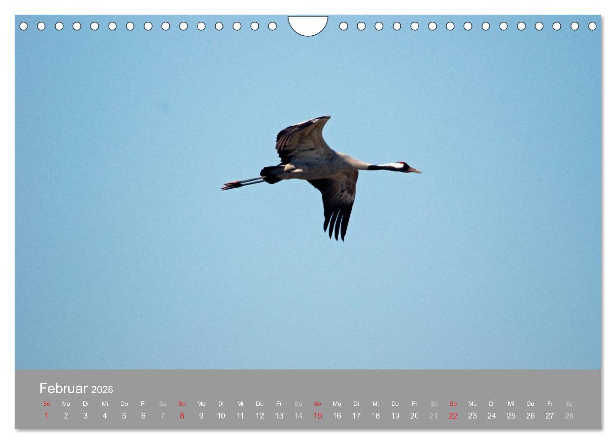 Beispielinhalt (Bild) Kraniche in Vorpommern (Wandkalender 2026 DIN A4 quer), CALVENDO Monatskalender