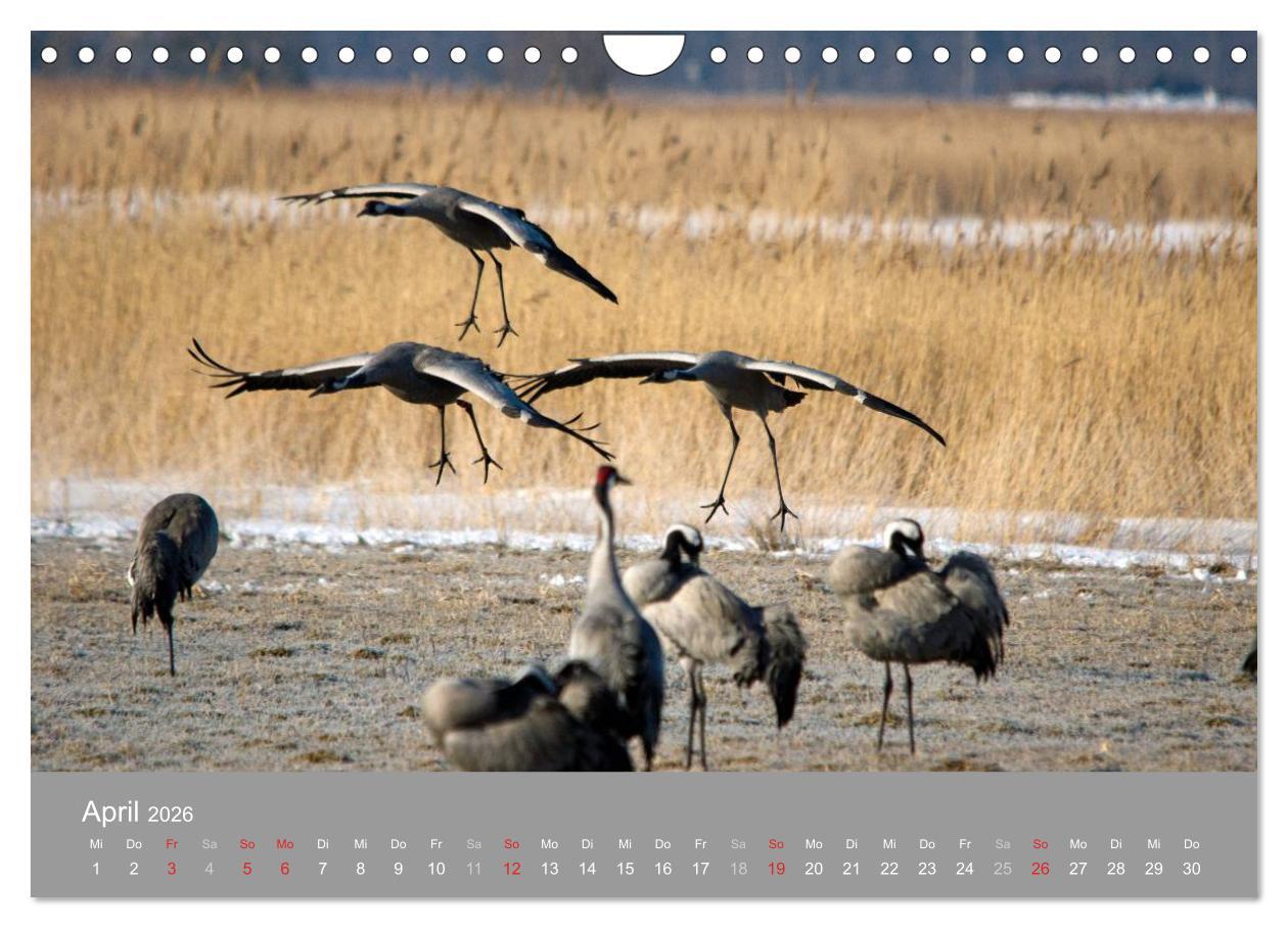 Beispielinhalt (Bild) Kraniche in Vorpommern (Wandkalender 2026 DIN A4 quer), CALVENDO Monatskalender