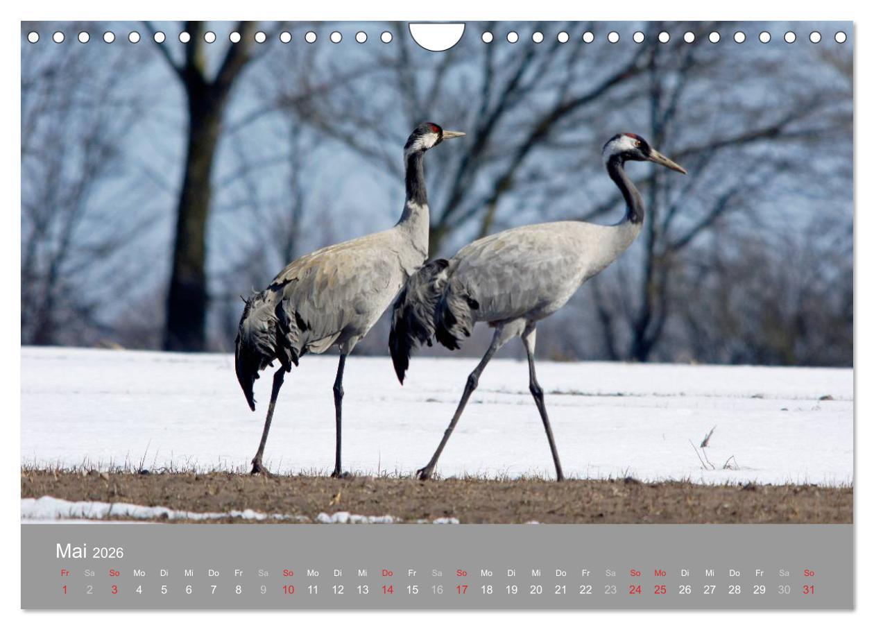 Beispielinhalt (Bild) Kraniche in Vorpommern (Wandkalender 2026 DIN A4 quer), CALVENDO Monatskalender