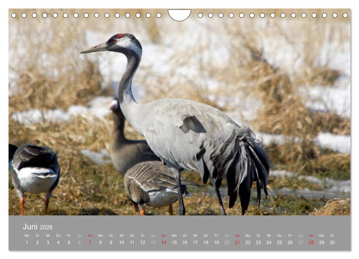 Beispielinhalt (Bild) Kraniche in Vorpommern (Wandkalender 2026 DIN A4 quer), CALVENDO Monatskalender