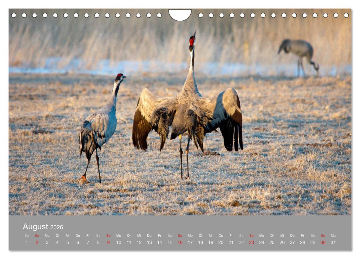 Beispielinhalt (Bild) Kraniche in Vorpommern (Wandkalender 2026 DIN A4 quer), CALVENDO Monatskalender