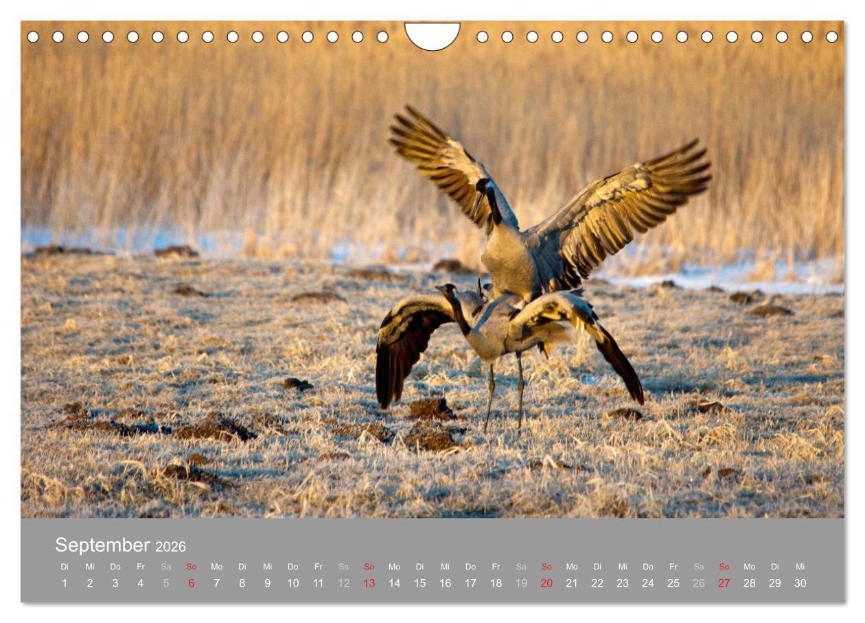 Beispielinhalt (Bild) Kraniche in Vorpommern (Wandkalender 2026 DIN A4 quer), CALVENDO Monatskalender