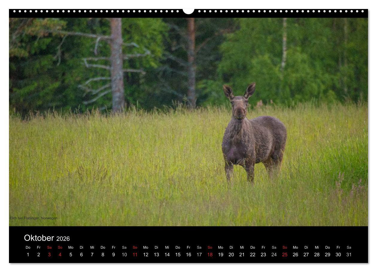 Beispielinhalt (Bild) Naturwucht Skandinavien (hochwertiger Premium Wandkalender 2026 DIN A2 quer), Kunstdruck in Hochglanz