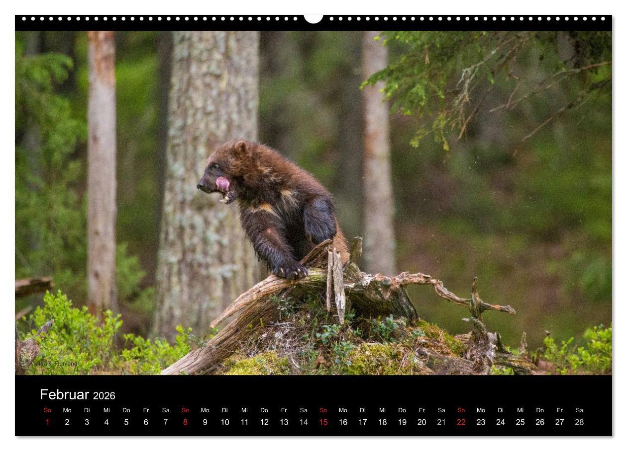 Beispielinhalt (Bild) Naturwucht Skandinavien (hochwertiger Premium Wandkalender 2026 DIN A2 quer), Kunstdruck in Hochglanz