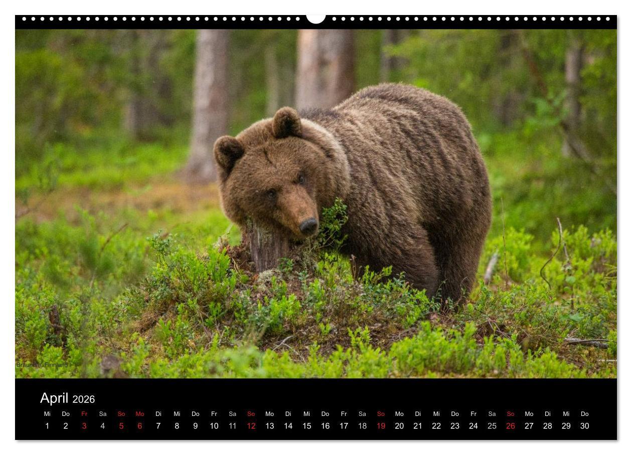 Beispielinhalt (Bild) Naturwucht Skandinavien (hochwertiger Premium Wandkalender 2026 DIN A2 quer), Kunstdruck in Hochglanz