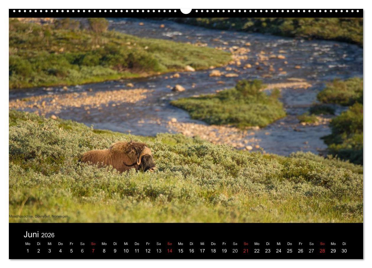 Beispielinhalt (Bild) Naturwucht Skandinavien (hochwertiger Premium Wandkalender 2026 DIN A2 quer), Kunstdruck in Hochglanz
