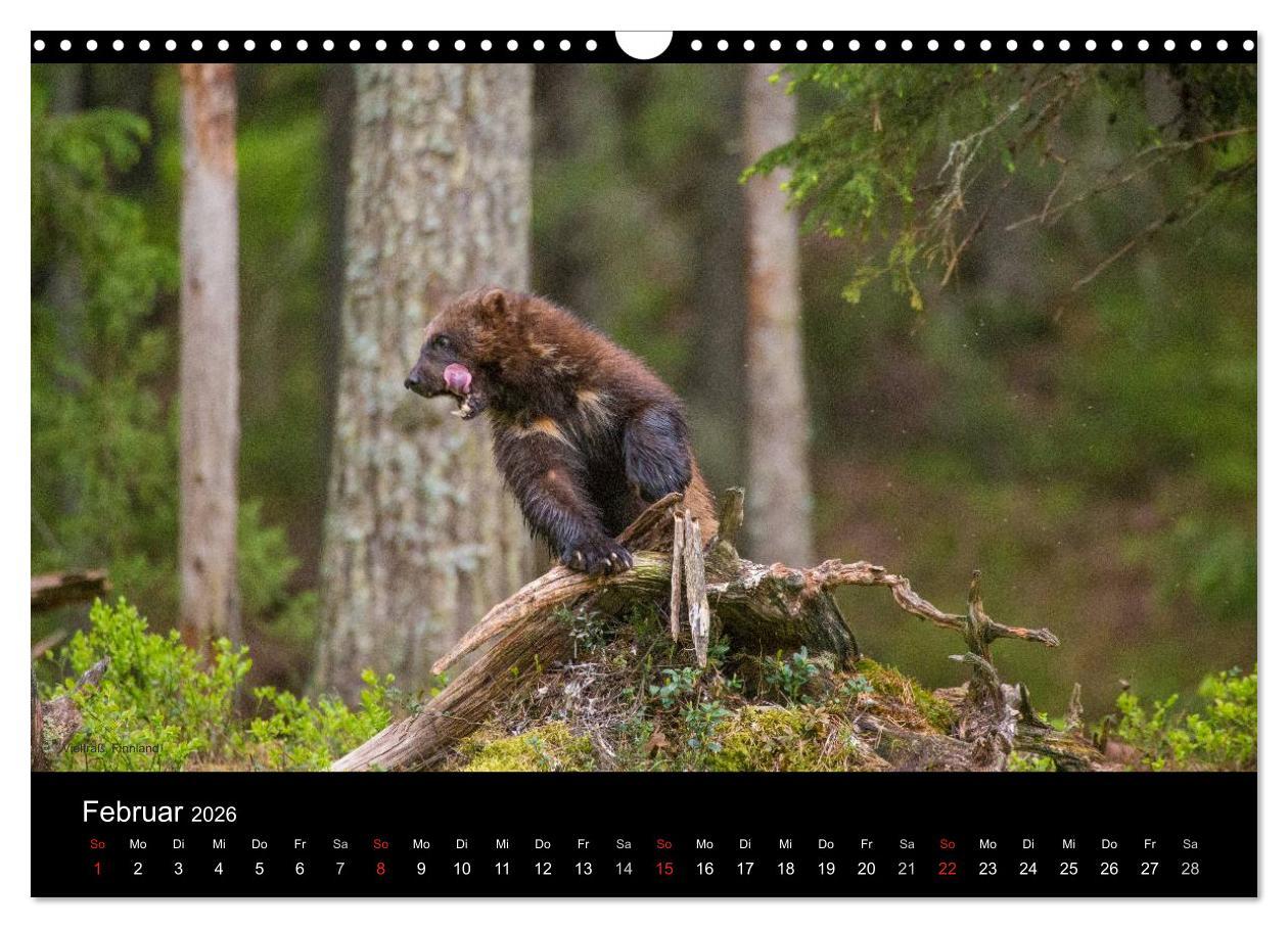 Beispielinhalt (Bild) Naturwucht Skandinavien (Wandkalender 2026 DIN A3 quer), CALVENDO Monatskalender