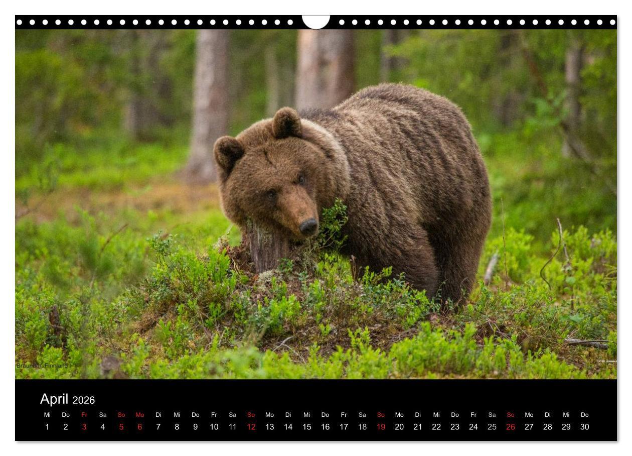 Beispielinhalt (Bild) Naturwucht Skandinavien (Wandkalender 2026 DIN A3 quer), CALVENDO Monatskalender