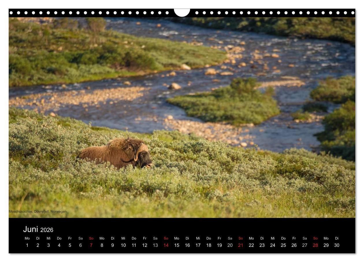 Beispielinhalt (Bild) Naturwucht Skandinavien (Wandkalender 2026 DIN A3 quer), CALVENDO Monatskalender