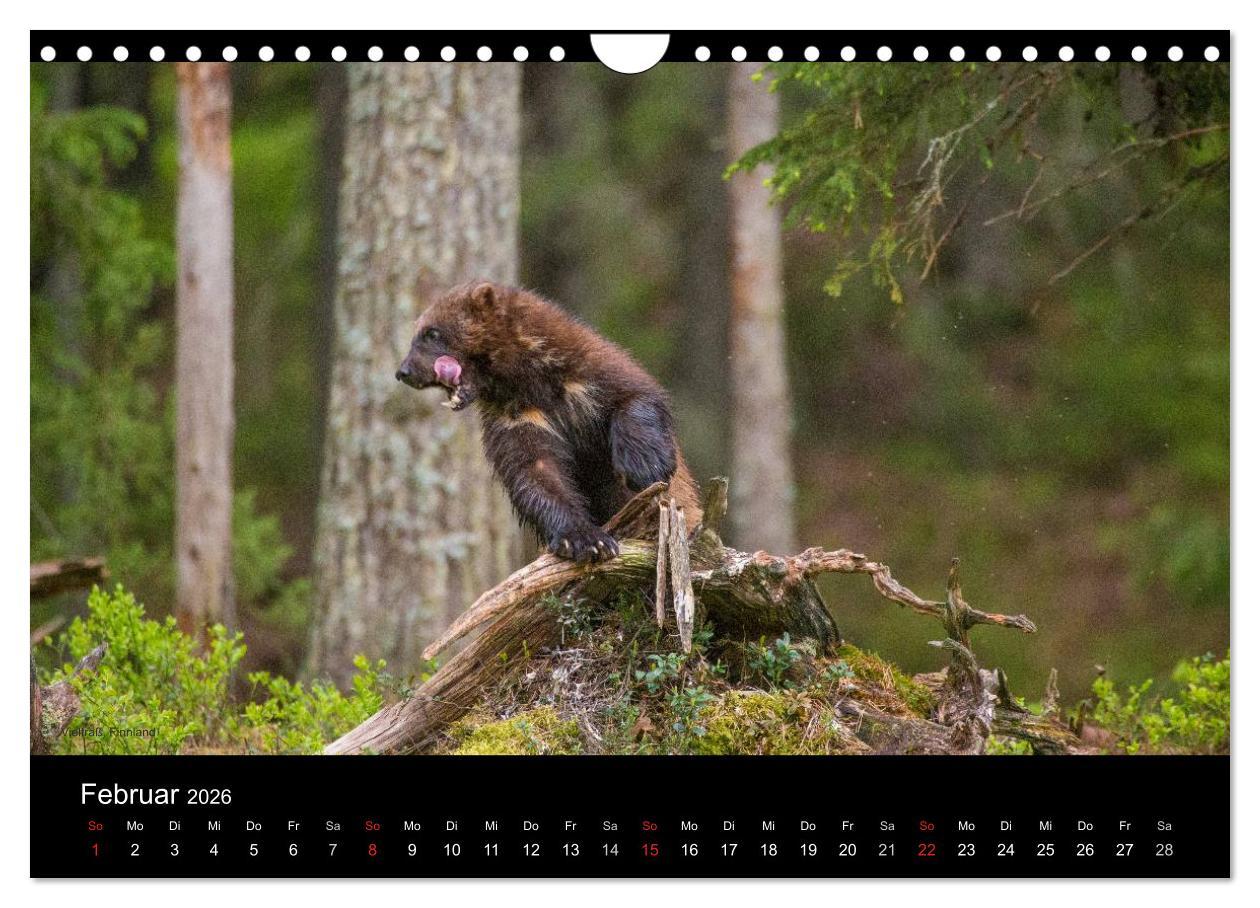 Beispielinhalt (Bild) Naturwucht Skandinavien (Wandkalender 2026 DIN A4 quer), CALVENDO Monatskalender