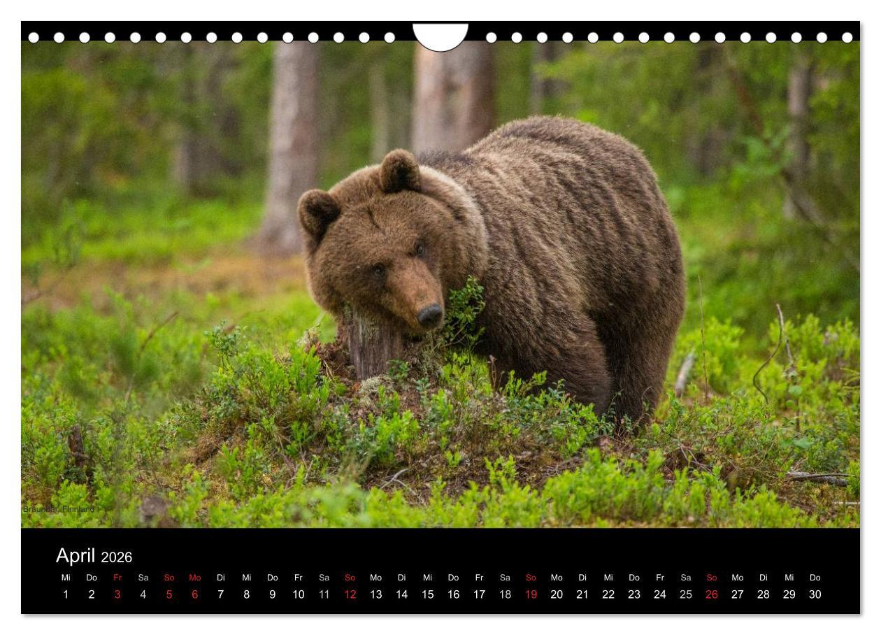Beispielinhalt (Bild) Naturwucht Skandinavien (Wandkalender 2026 DIN A4 quer), CALVENDO Monatskalender