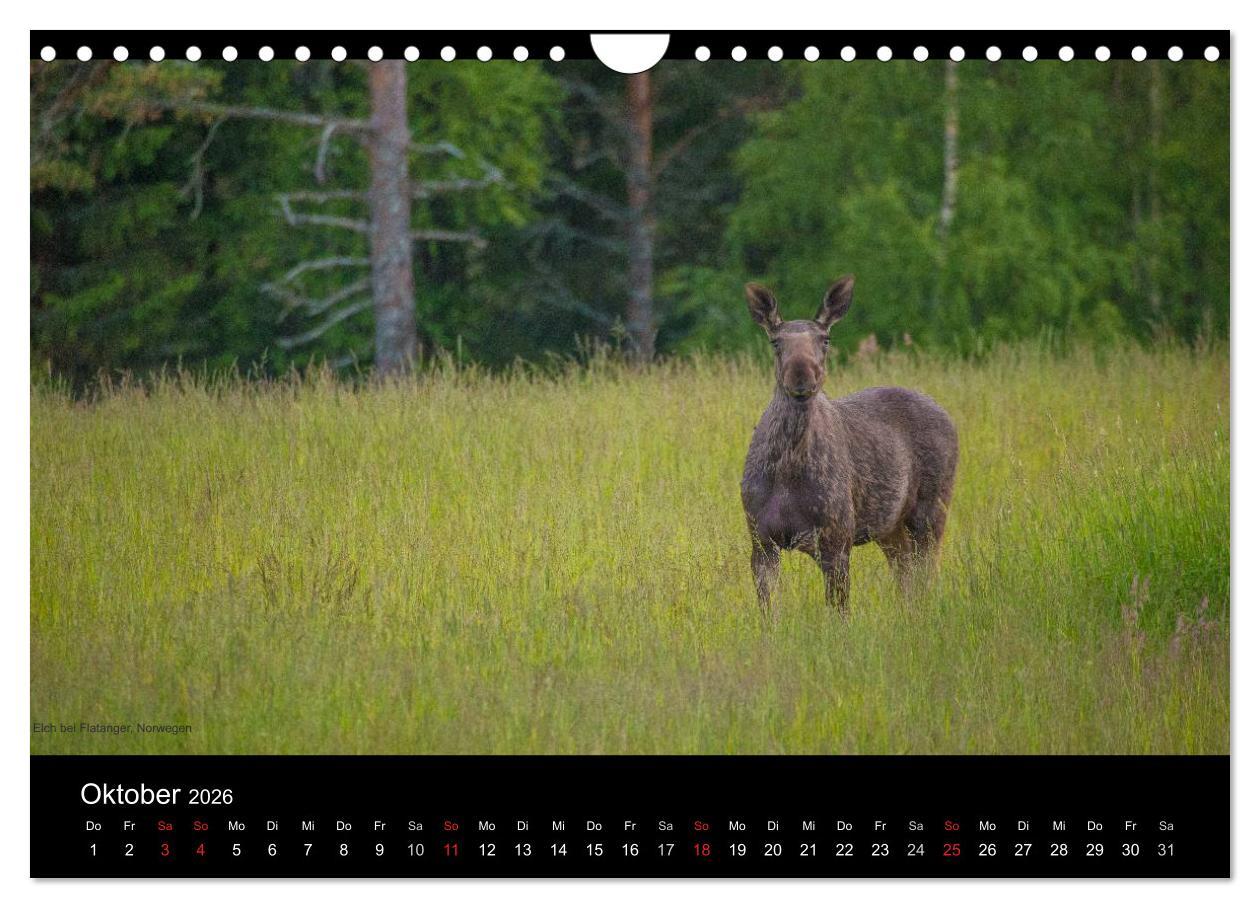 Beispielinhalt (Bild) Naturwucht Skandinavien (Wandkalender 2026 DIN A4 quer), CALVENDO Monatskalender