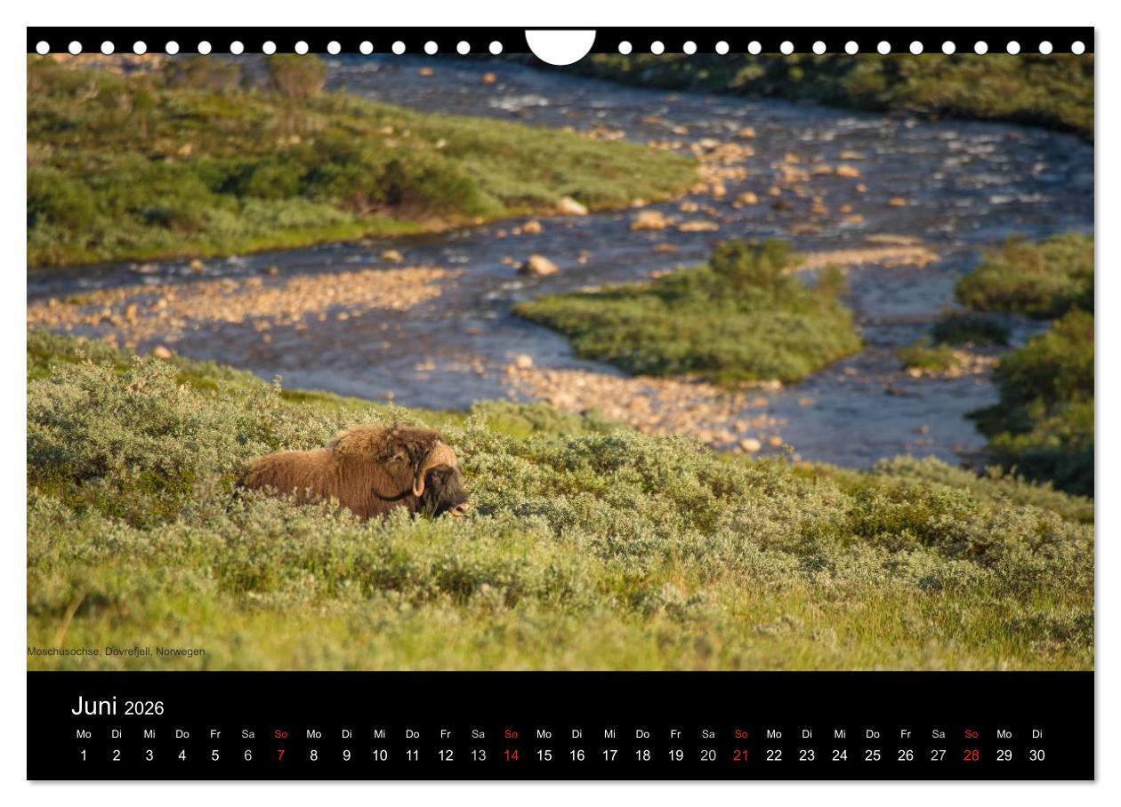 Beispielinhalt (Bild) Naturwucht Skandinavien (Wandkalender 2026 DIN A4 quer), CALVENDO Monatskalender