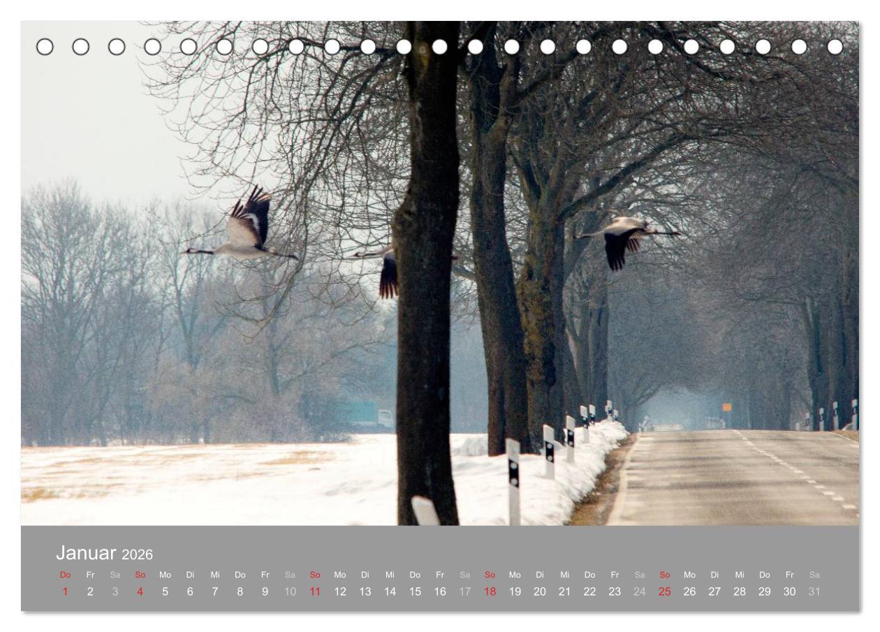 Beispielinhalt (Bild) Kraniche in Vorpommern (Tischkalender 2026 DIN A5 quer), CALVENDO Monatskalender