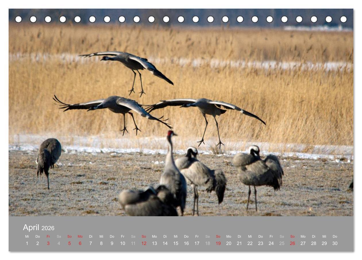 Beispielinhalt (Bild) Kraniche in Vorpommern (Tischkalender 2026 DIN A5 quer), CALVENDO Monatskalender