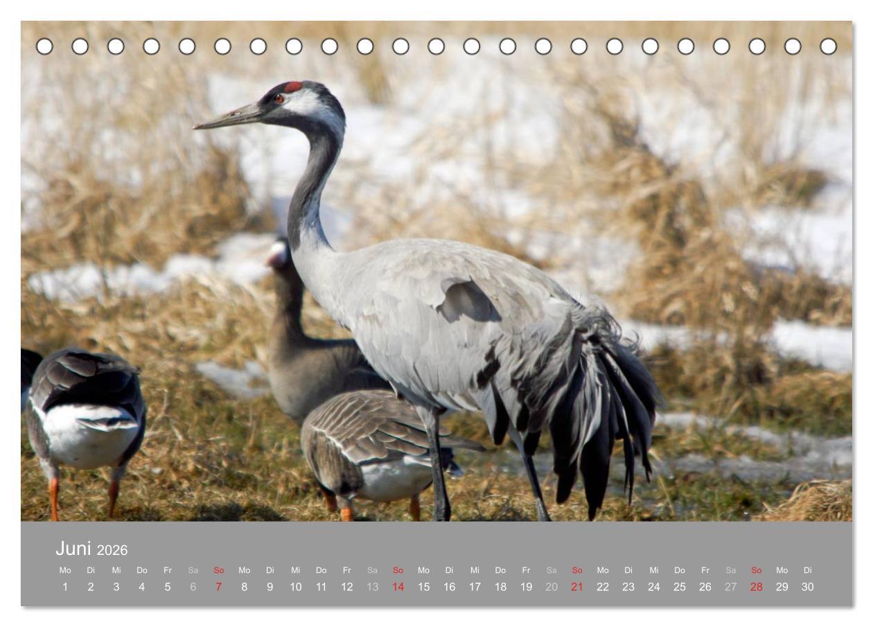 Beispielinhalt (Bild) Kraniche in Vorpommern (Tischkalender 2026 DIN A5 quer), CALVENDO Monatskalender