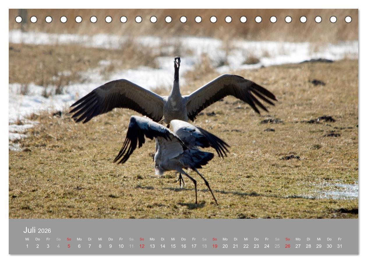 Beispielinhalt (Bild) Kraniche in Vorpommern (Tischkalender 2026 DIN A5 quer), CALVENDO Monatskalender