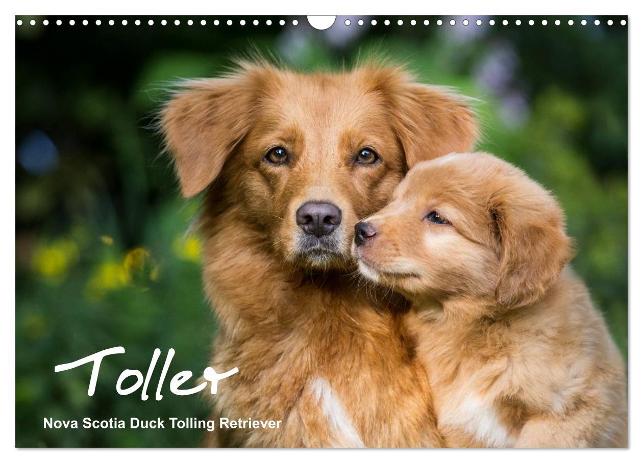 Vorderes Coverbild Toller - Nova Scotia Duck Tolling Retriever (Wandkalender 2026 DIN A3 quer), CALVENDO Monatskalender