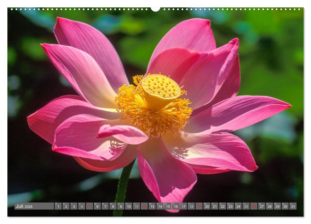 Beispielinhalt (Bild) Peter Fischer - Bali 2026 (hochwertiger Premium Wandkalender 2026 DIN A2 quer), Kunstdruck in Hochglanz