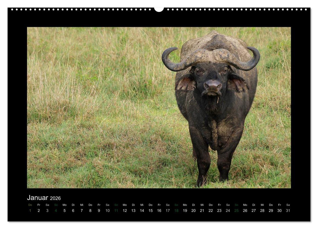 Beispielinhalt (Bild) Wilde Tiere Afrikas (Wandkalender 2026 DIN A2 quer), CALVENDO Monatskalender
