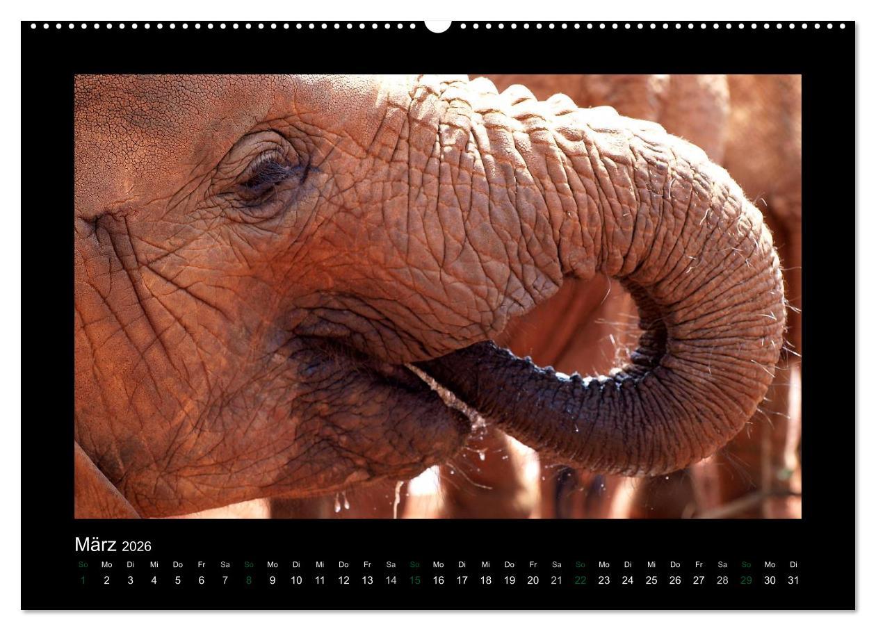 Beispielinhalt (Bild) Wilde Tiere Afrikas (Wandkalender 2026 DIN A2 quer), CALVENDO Monatskalender