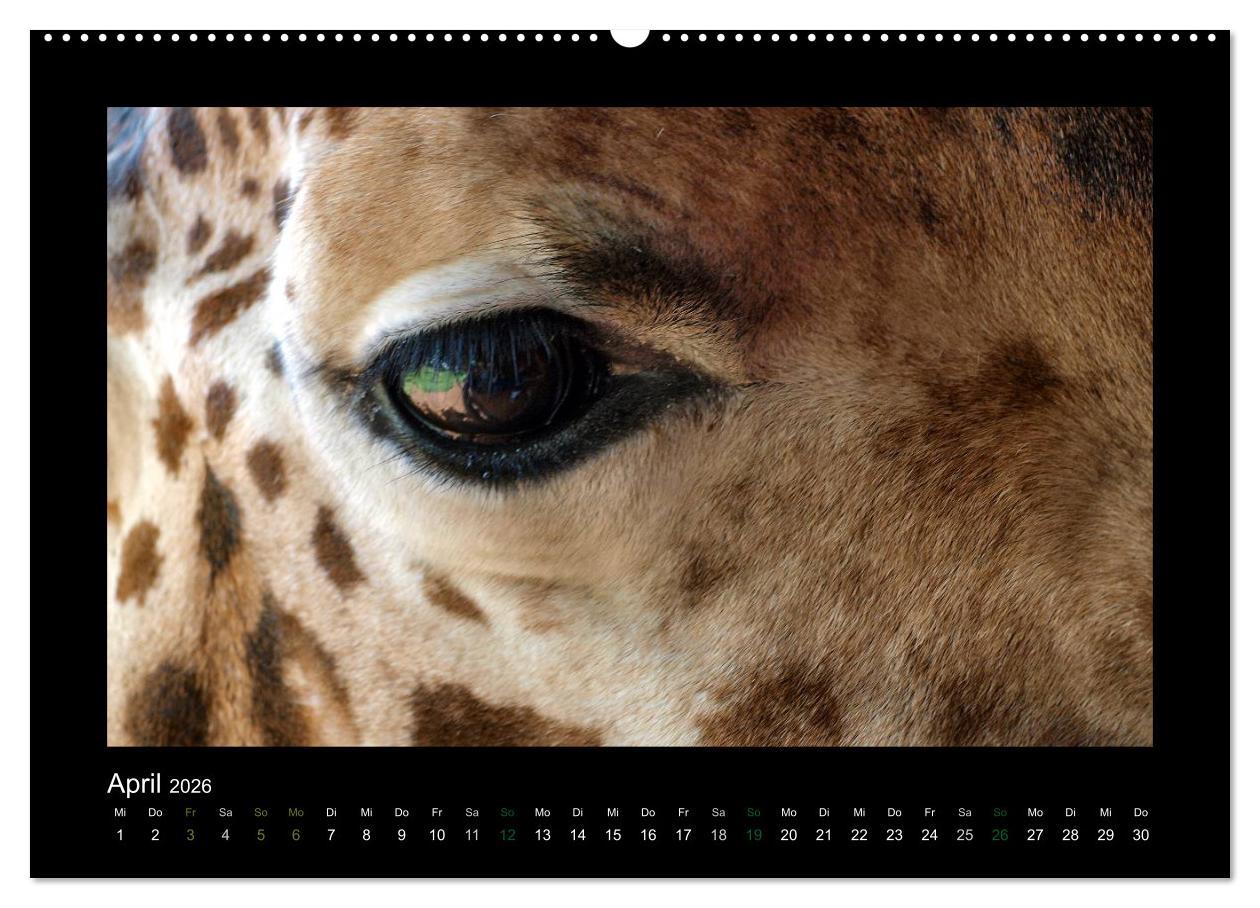 Beispielinhalt (Bild) Wilde Tiere Afrikas (Wandkalender 2026 DIN A2 quer), CALVENDO Monatskalender