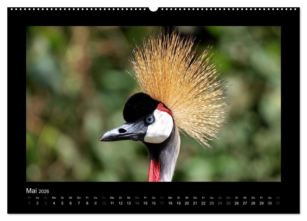 Beispielinhalt (Bild) Wilde Tiere Afrikas (Wandkalender 2026 DIN A2 quer), CALVENDO Monatskalender