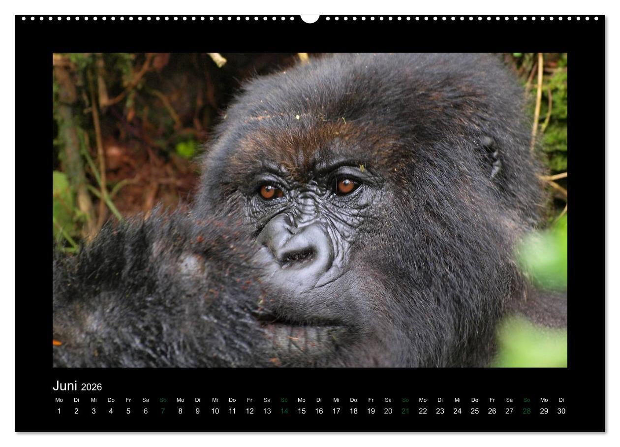 Beispielinhalt (Bild) Wilde Tiere Afrikas (Wandkalender 2026 DIN A2 quer), CALVENDO Monatskalender