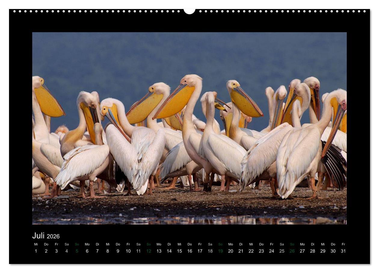 Beispielinhalt (Bild) Wilde Tiere Afrikas (Wandkalender 2026 DIN A2 quer), CALVENDO Monatskalender