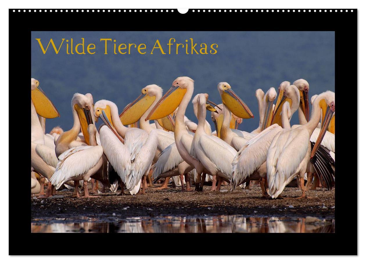 Vorderes Coverbild Wilde Tiere Afrikas (Wandkalender 2026 DIN A2 quer), CALVENDO Monatskalender