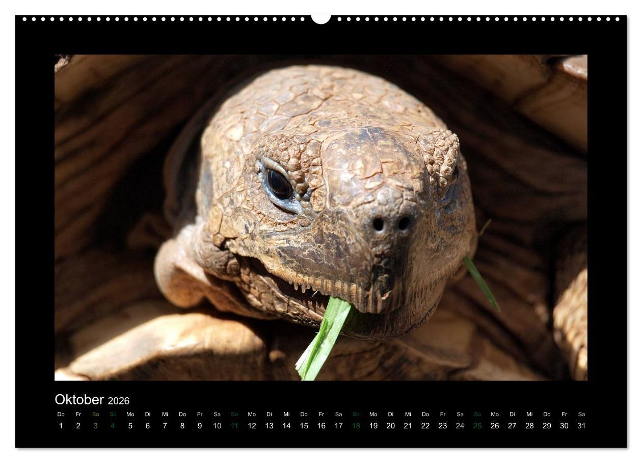 Beispielinhalt (Bild) Wilde Tiere Afrikas (hochwertiger Premium Wandkalender 2026 DIN A2 quer), Kunstdruck in Hochglanz