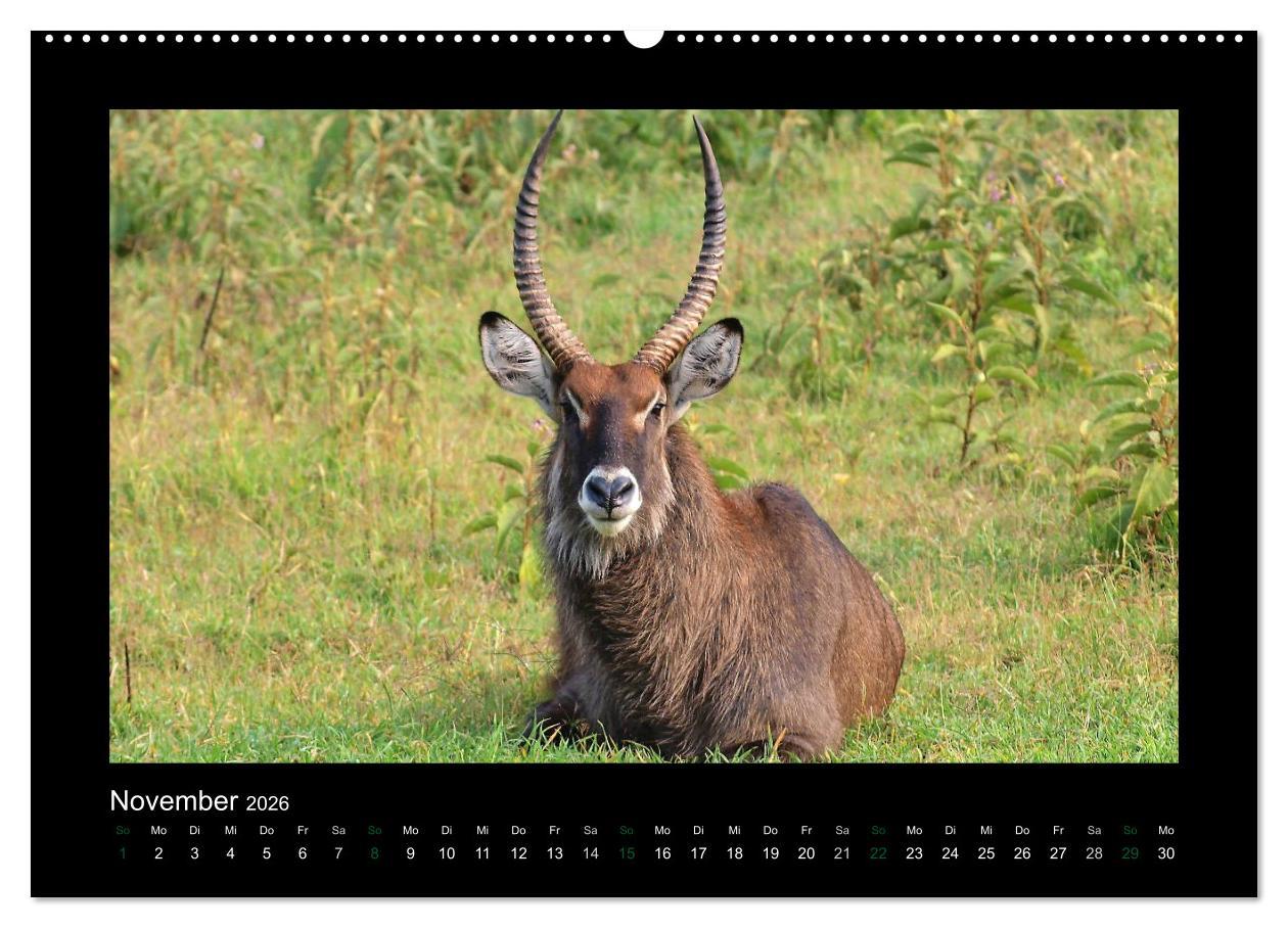 Beispielinhalt (Bild) Wilde Tiere Afrikas (hochwertiger Premium Wandkalender 2026 DIN A2 quer), Kunstdruck in Hochglanz