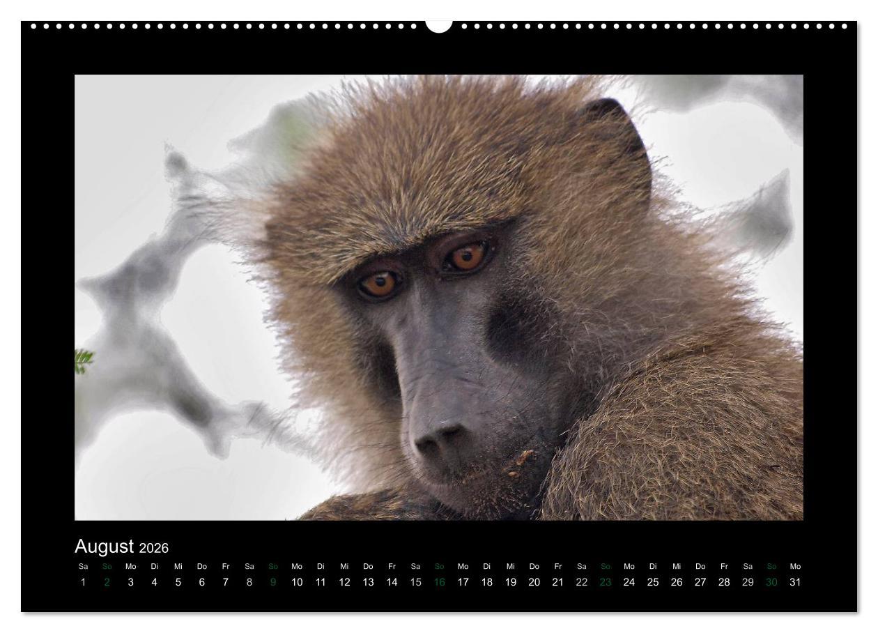 Beispielinhalt (Bild) Wilde Tiere Afrikas (hochwertiger Premium Wandkalender 2026 DIN A2 quer), Kunstdruck in Hochglanz