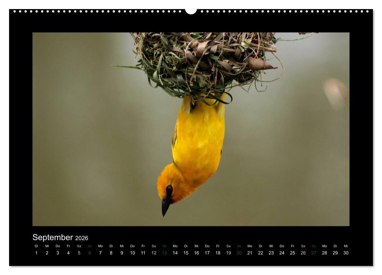 Beispielinhalt (Bild) Wilde Tiere Afrikas (hochwertiger Premium Wandkalender 2026 DIN A2 quer), Kunstdruck in Hochglanz