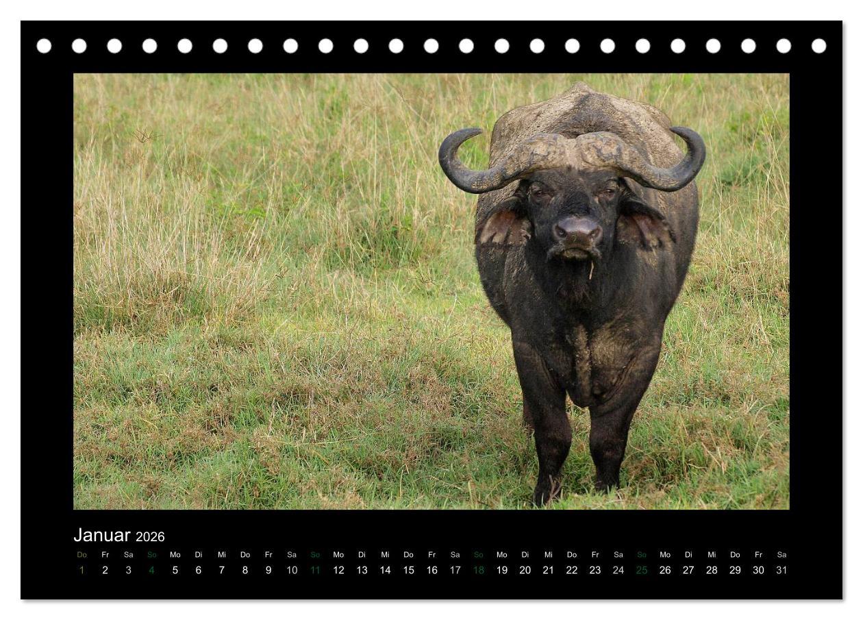 Beispielinhalt (Bild) Wilde Tiere Afrikas (Tischkalender 2026 DIN A5 quer), CALVENDO Monatskalender