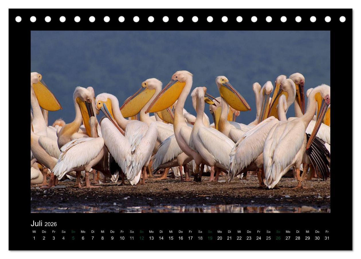 Beispielinhalt (Bild) Wilde Tiere Afrikas (Tischkalender 2026 DIN A5 quer), CALVENDO Monatskalender