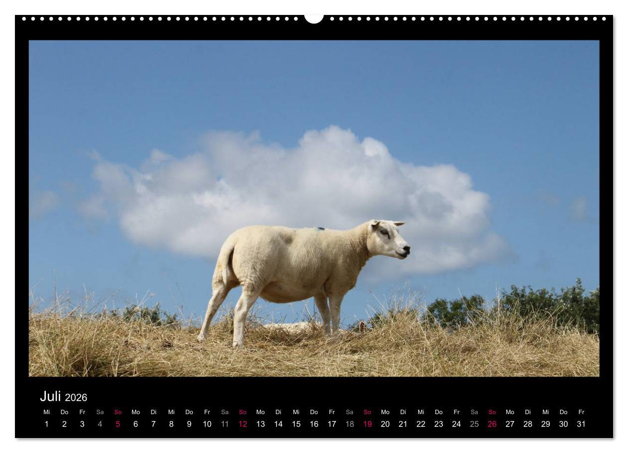 Beispielinhalt (Bild) Texel, eine Perle Hollands (hochwertiger Premium Wandkalender 2026 DIN A2 quer), Kunstdruck in Hochglanz
